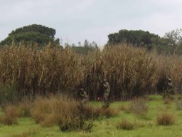 2025-06-01 THE GAME - OPERATION TRACKING DOG